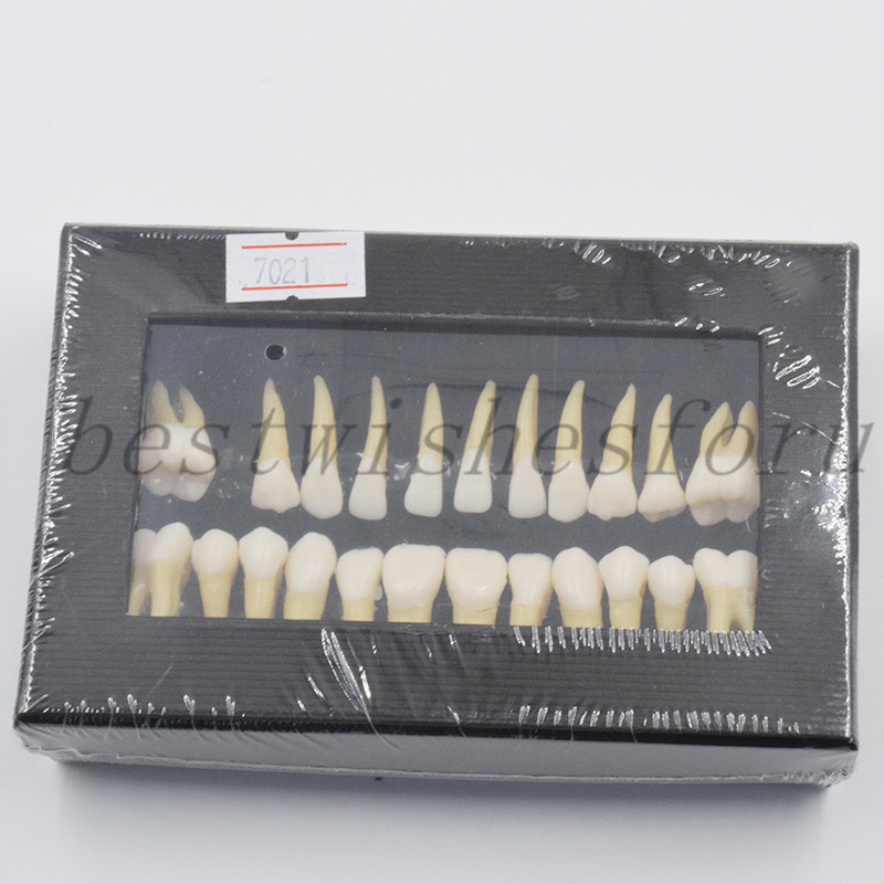 Dental 1:1 Permanent Teeth Demonstration Teach Study Model Tooth 7008