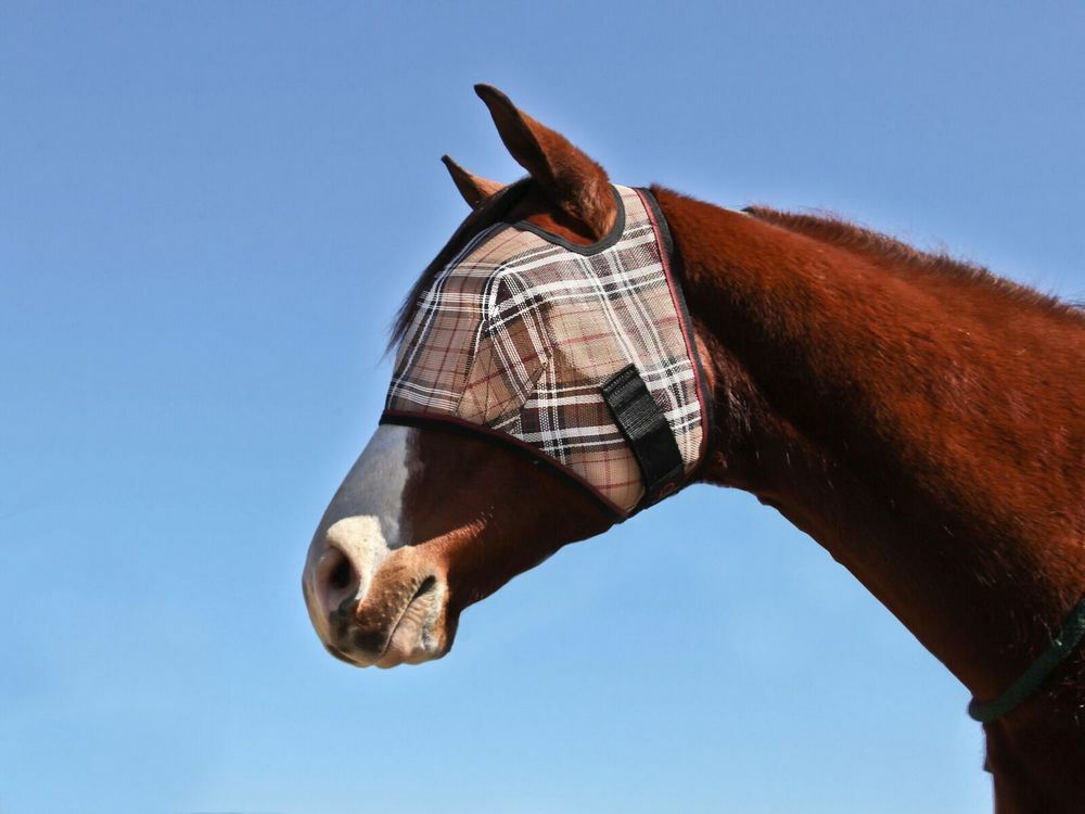 Kensington Fly Mask with Webbing Trim