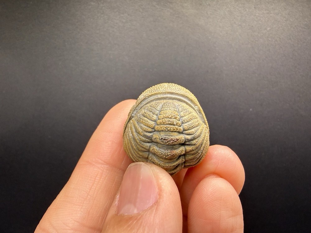 Enrolled Moroccops Trilobite