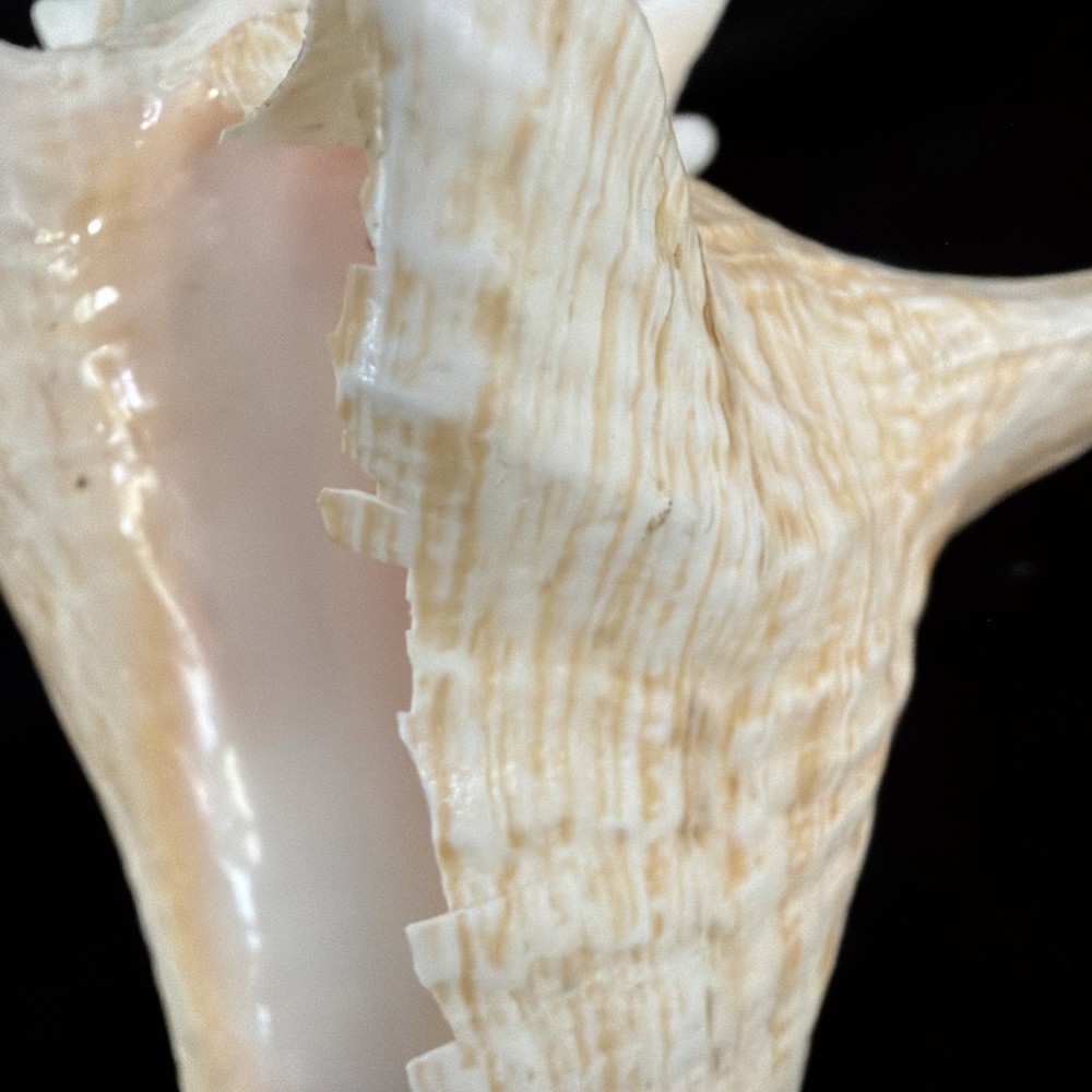 Queen Conch Shell 176.6mm No Collection Data (A666)