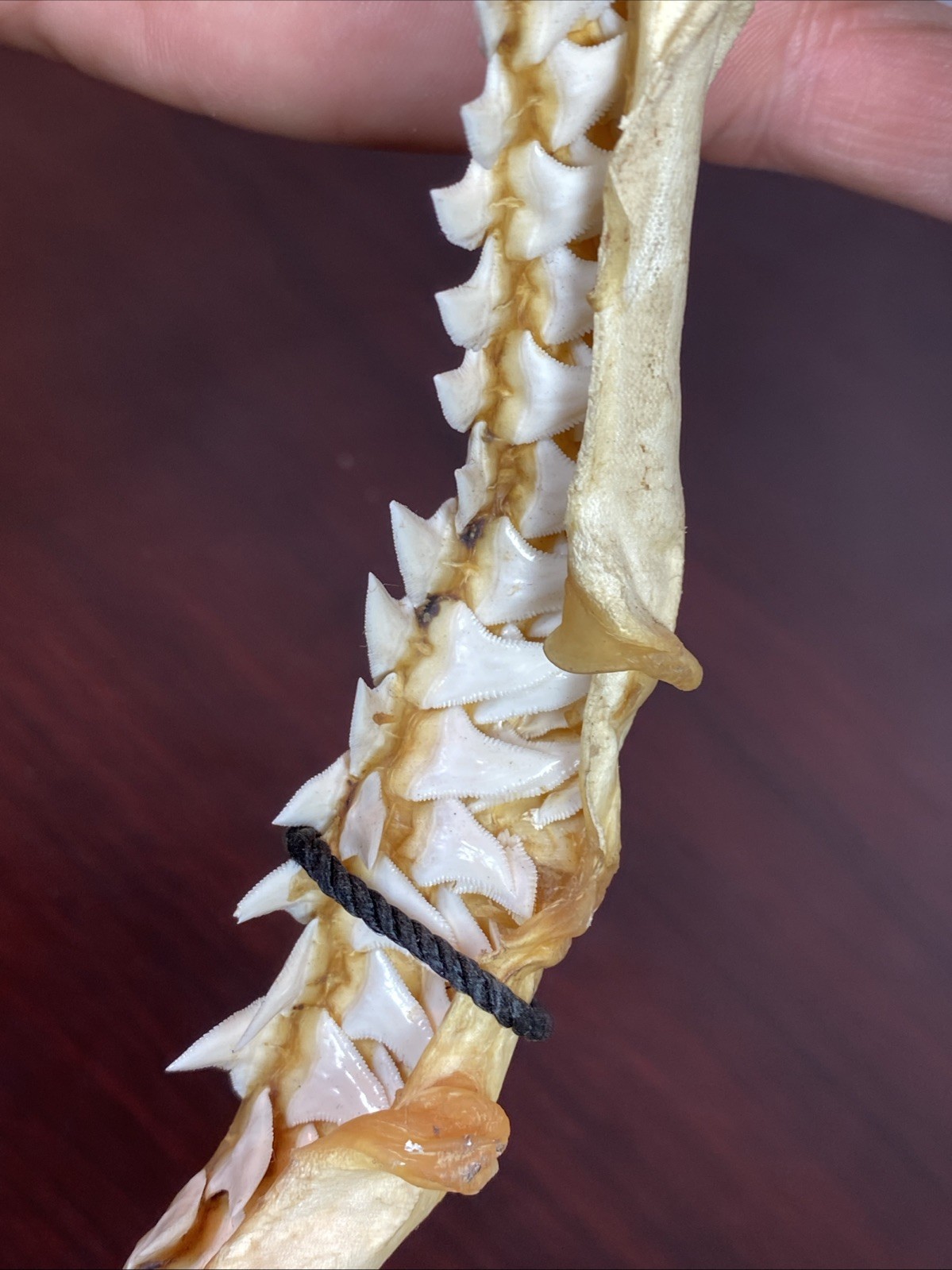 Vintage Bull Shark Jaw Taxidermy 4 Rows Of Teeth 9.5” Wide x6.25” Nautical Decor