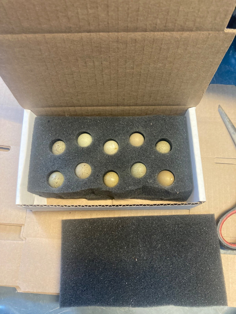 20 BLue Face Only BUTTON QUAIL EGGS These ship USPS PRIORITY READ ALL