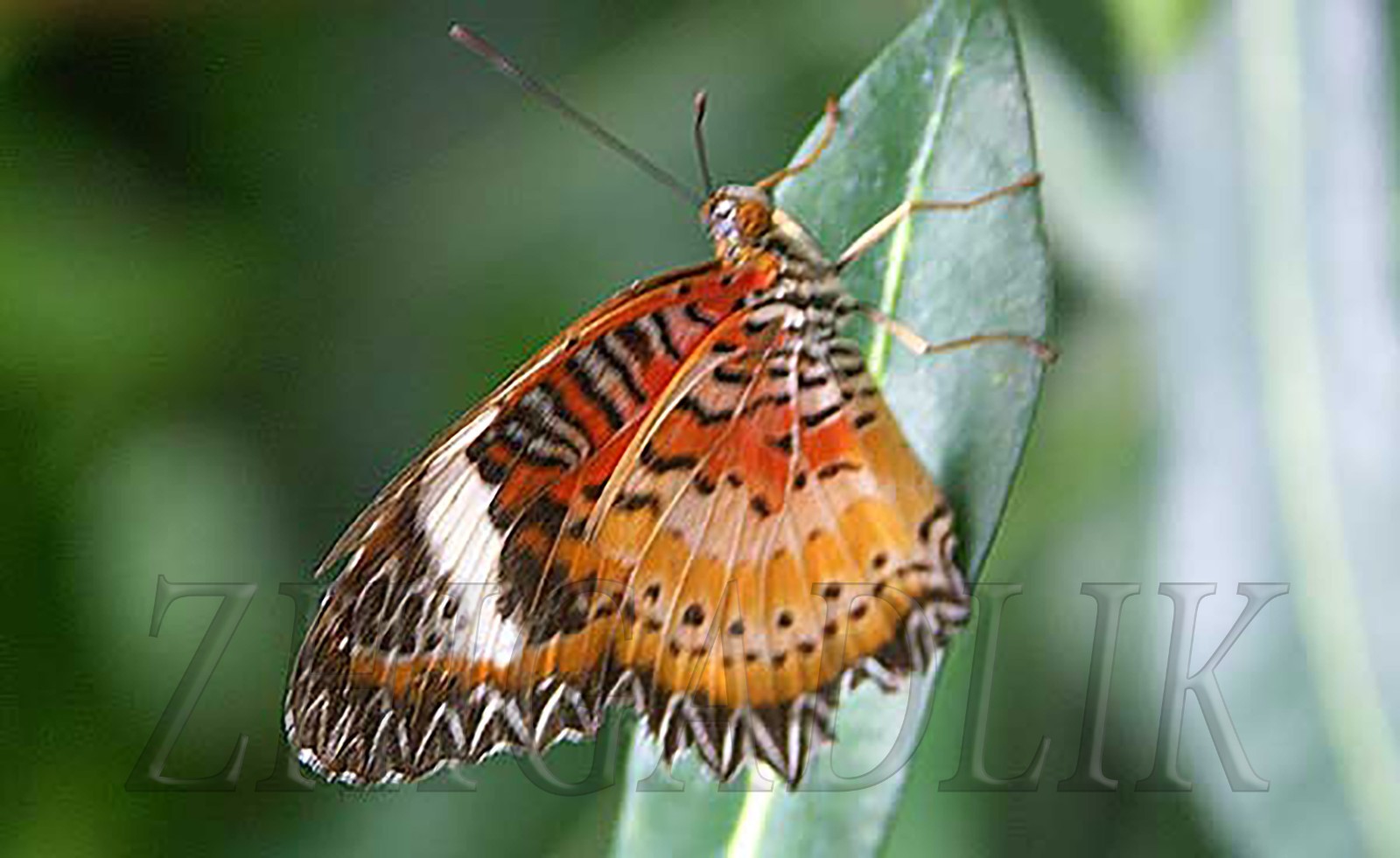 Caesalpinia pulcherrima Pride Of Barbados Mexican Bird Peacock seeds Orange Colr