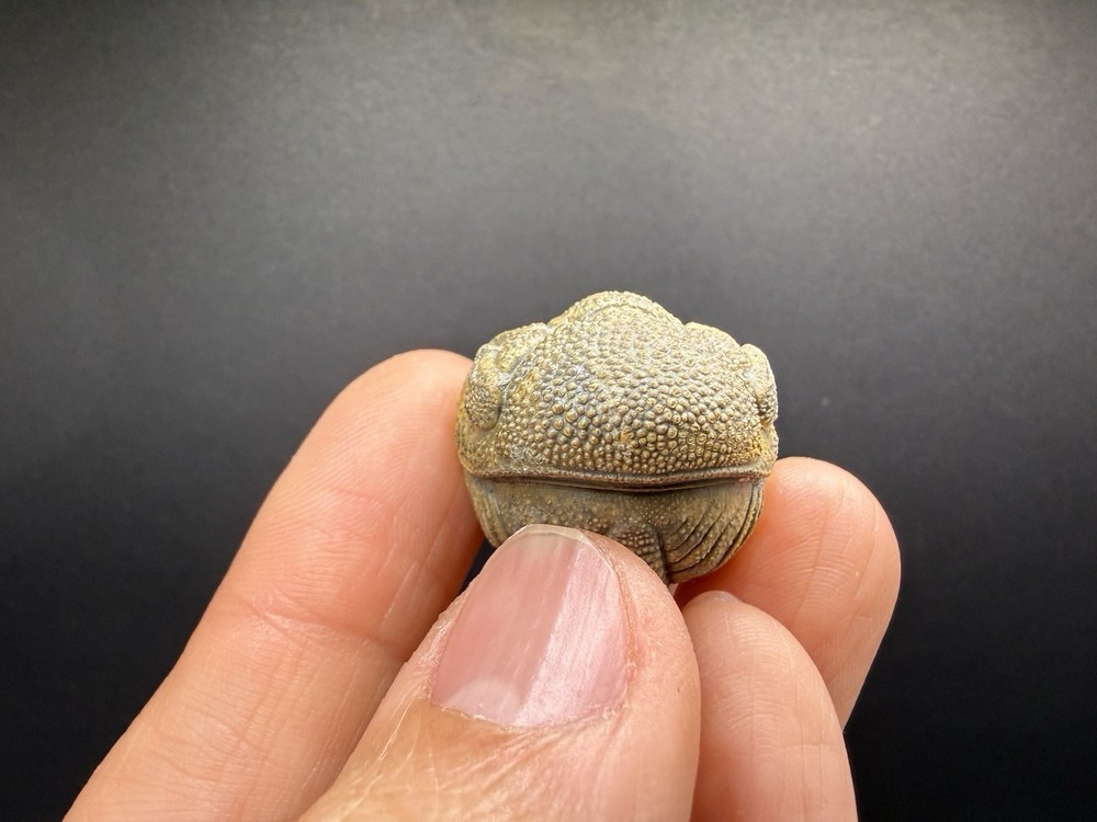 Enrolled Moroccops Trilobite