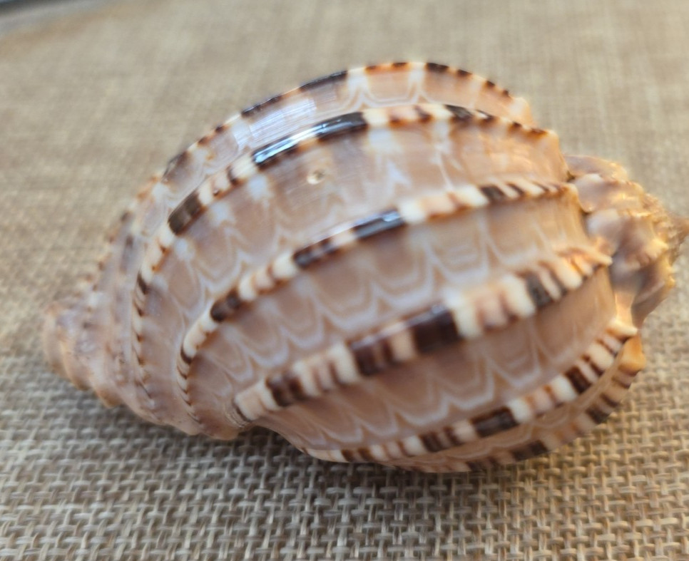 Harpa Articularis 64.4.mm Samar Island Philippines