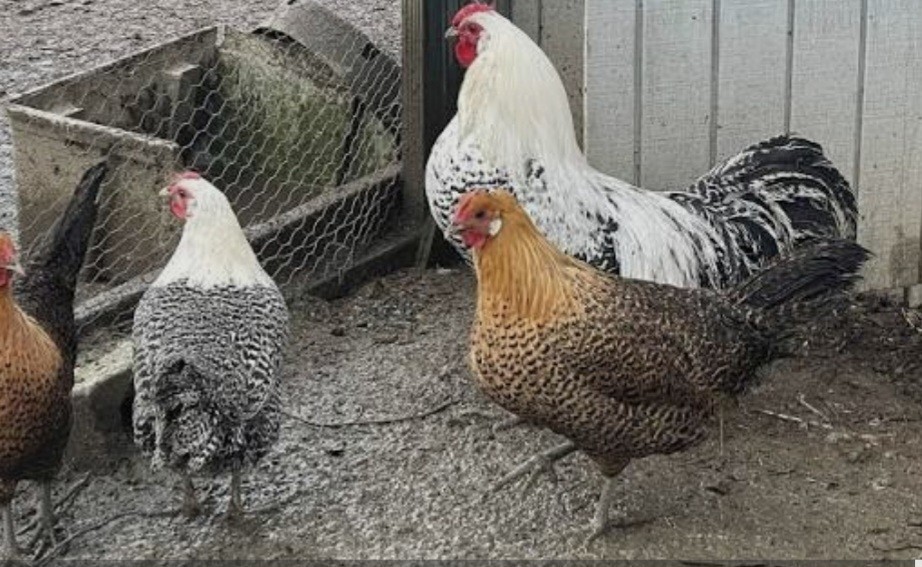 12 Deathlayer Chicken Hatching Eggs!!!NPIP/AI