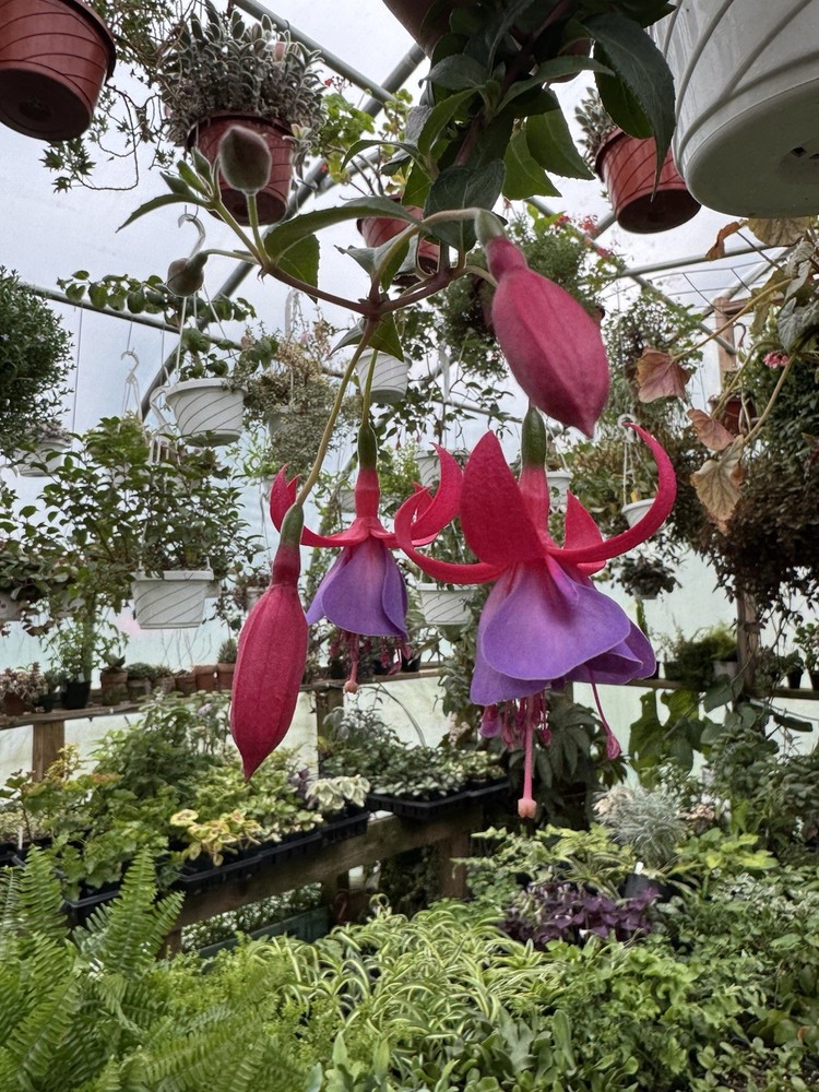 Fuchsia ‘Tennessee waltz’