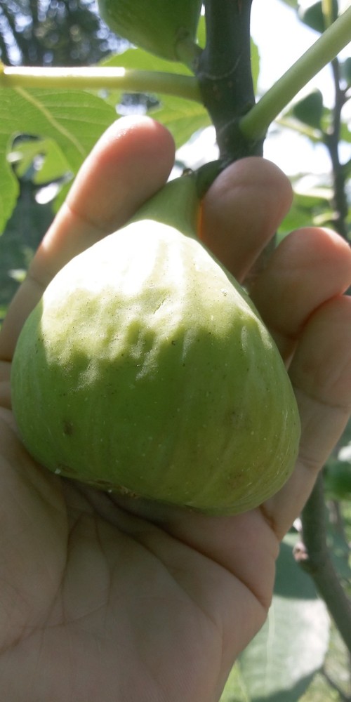 WHITE MADEIRA FIG TREE - 1 Bare root 2 years old