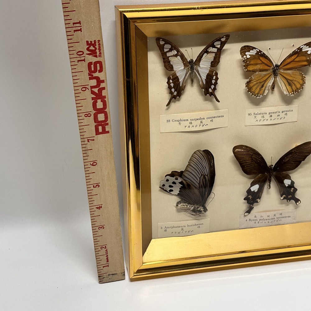 Rare Butterfly Specimen Display