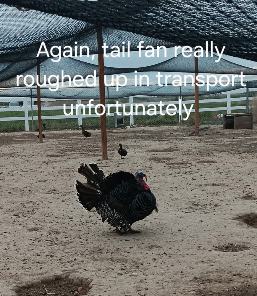 Now shipping: 6 Eastern Turkey eggs for hatching