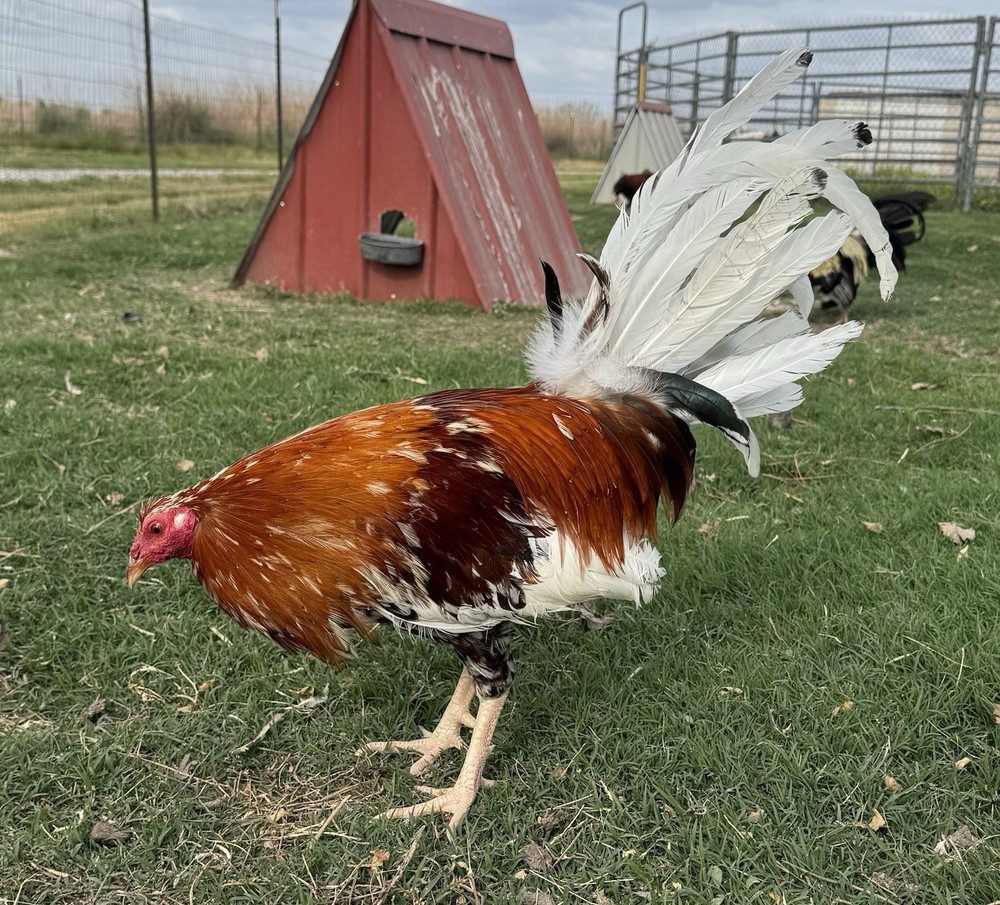 Chicken Hatching Egg