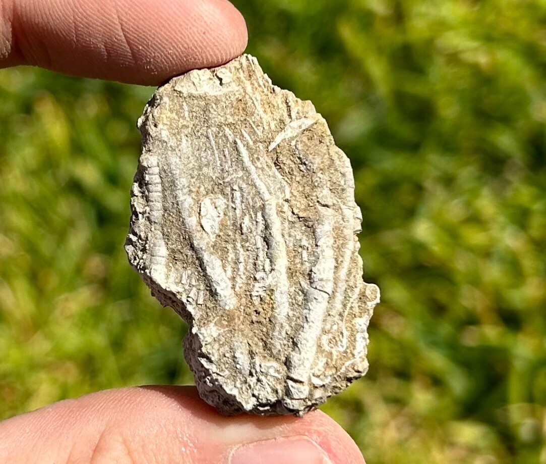 Alabama Fossil Crinoid Phacelocrinus Mississippian Age Bangor Limestone Fm