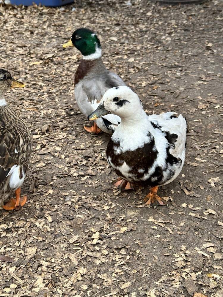 8+ Call Duck Hatching Eggs Assorted Colors