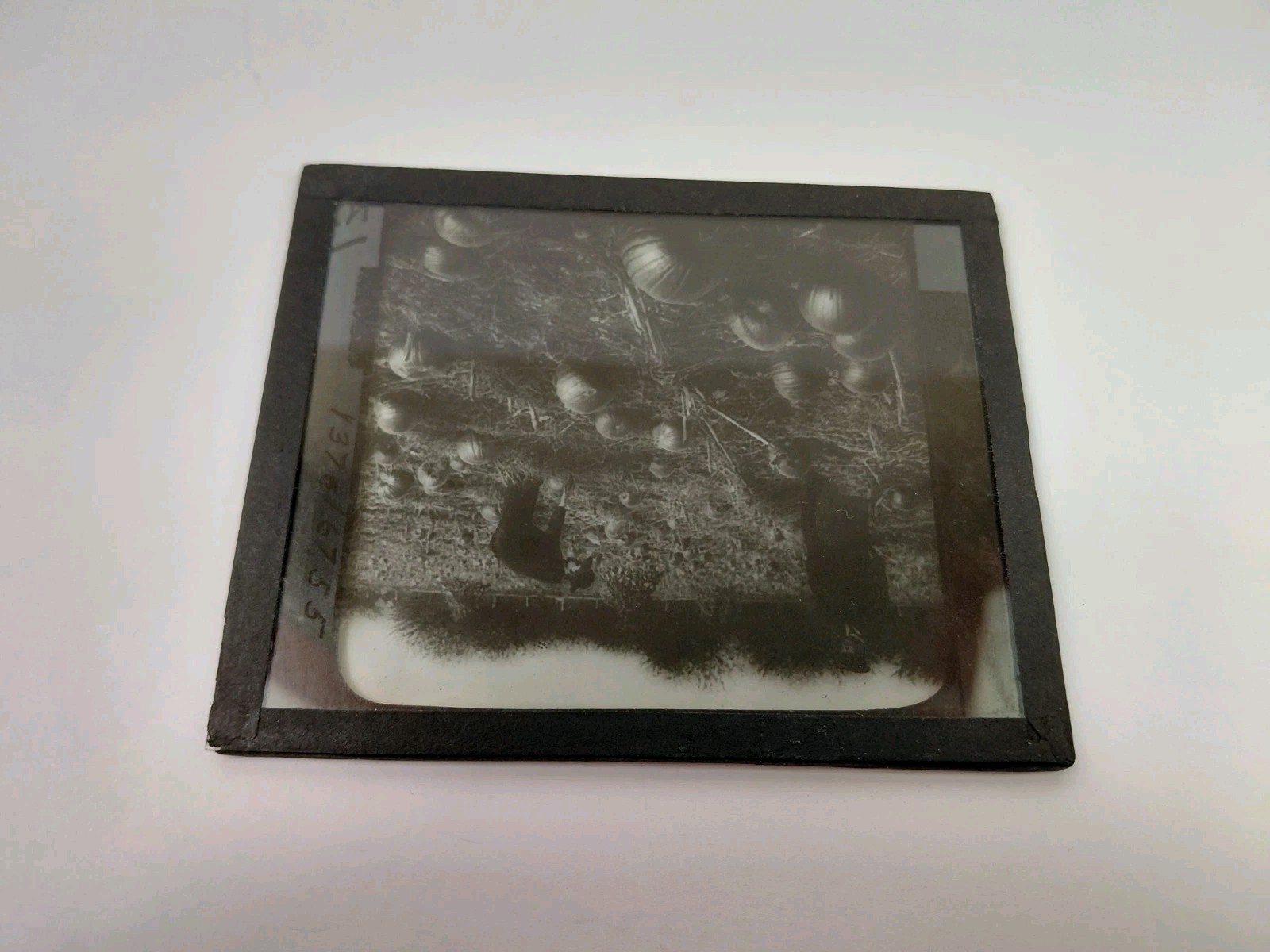 Magic Lantern Glass Slide Photo Keystone P137 Pumpkin Field Indiana