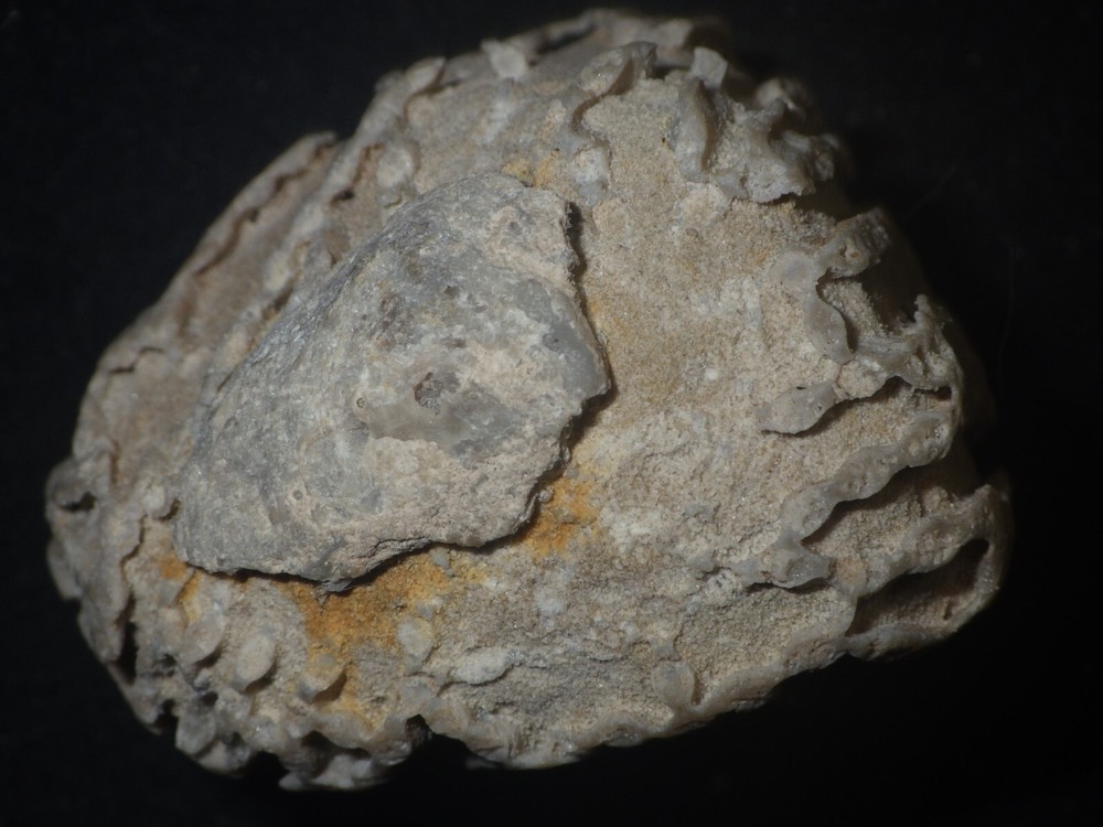 Chain Coral Halysites