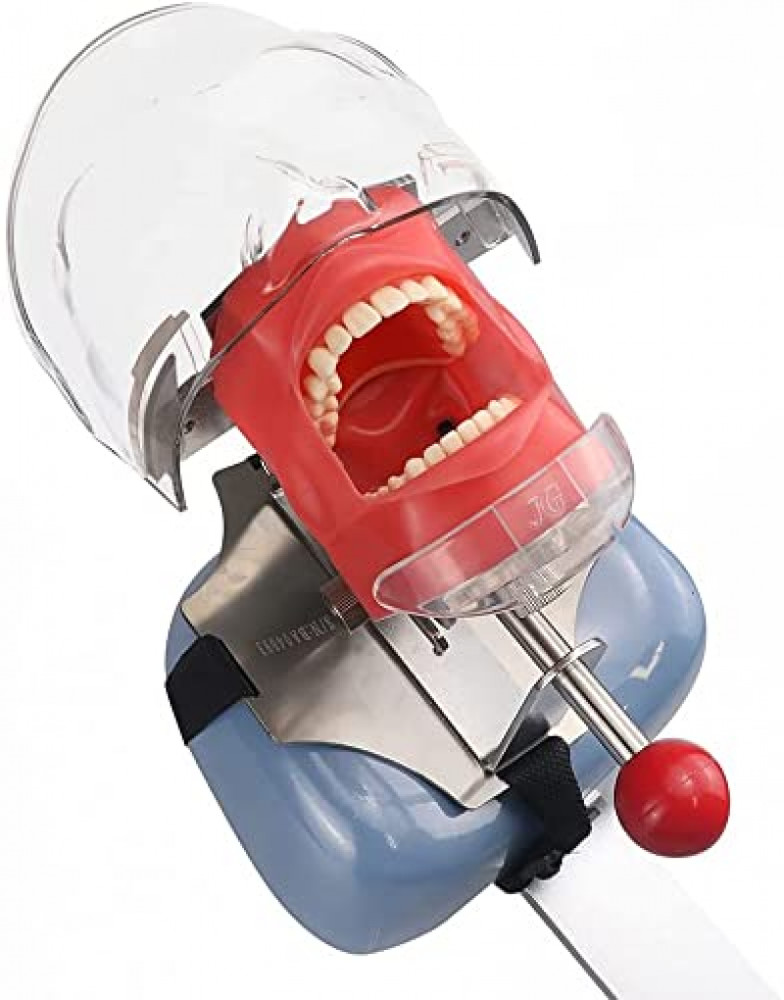 #USA Dental Simulator Mannequin Head Teeth Model Teaching Practicing Head Mold