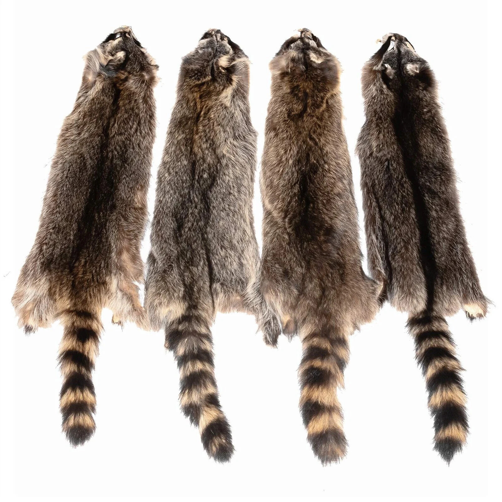 Tanned Raccoon, Premium Grade