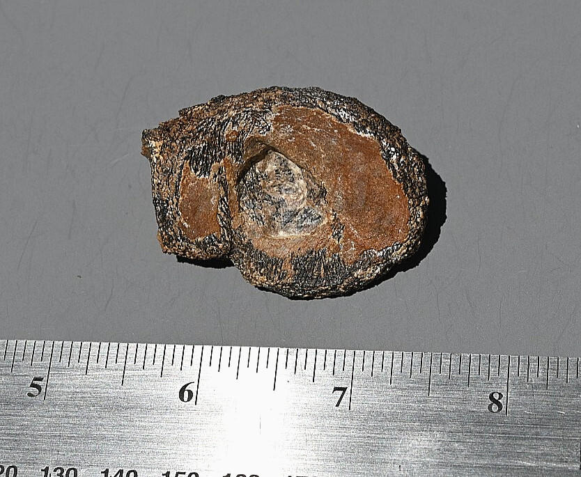 Fossil Tyrannosaur Bone