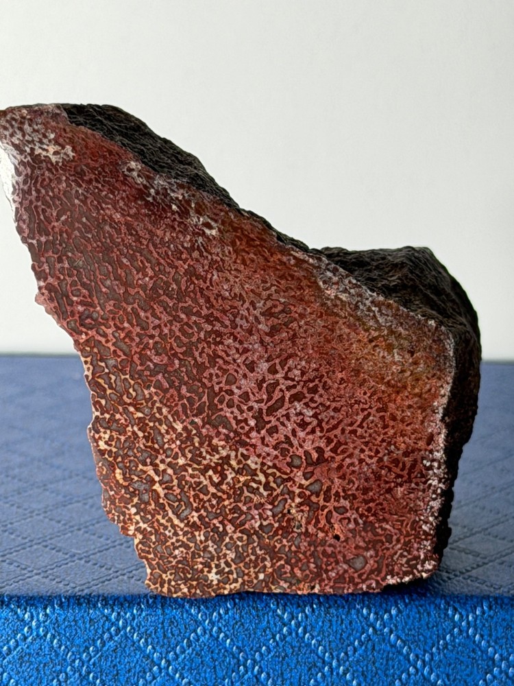 Dinosaur Gem Bone Polished Fossil Display