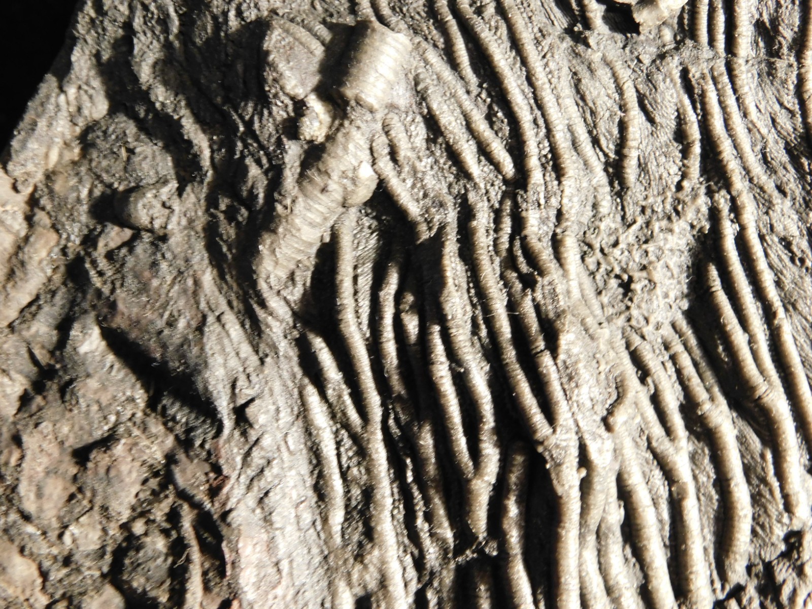 wOw BIG!! 430 Million Year Old! CRINOID Fossil or Sea LILY Fossil Morocco 1801gr