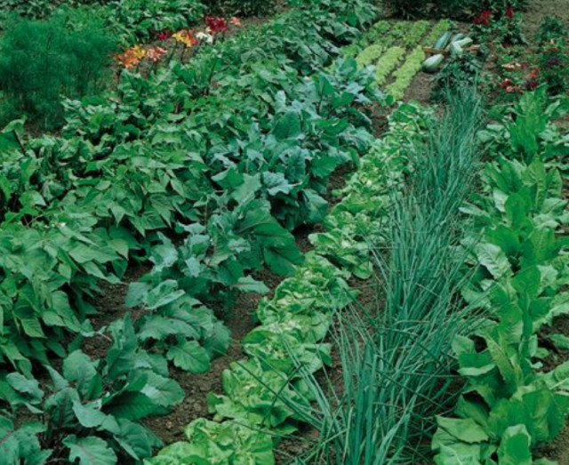 Dolomite Garden Lawn Barn Lime PURE Organic Worm Pulverized HI-Calcium Magnesium