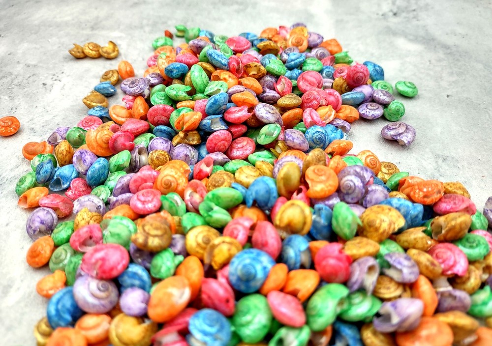 Rainbow Umbonium Shells Dyed Shells (approx. half cup 210+ shells 0.125+ inches)