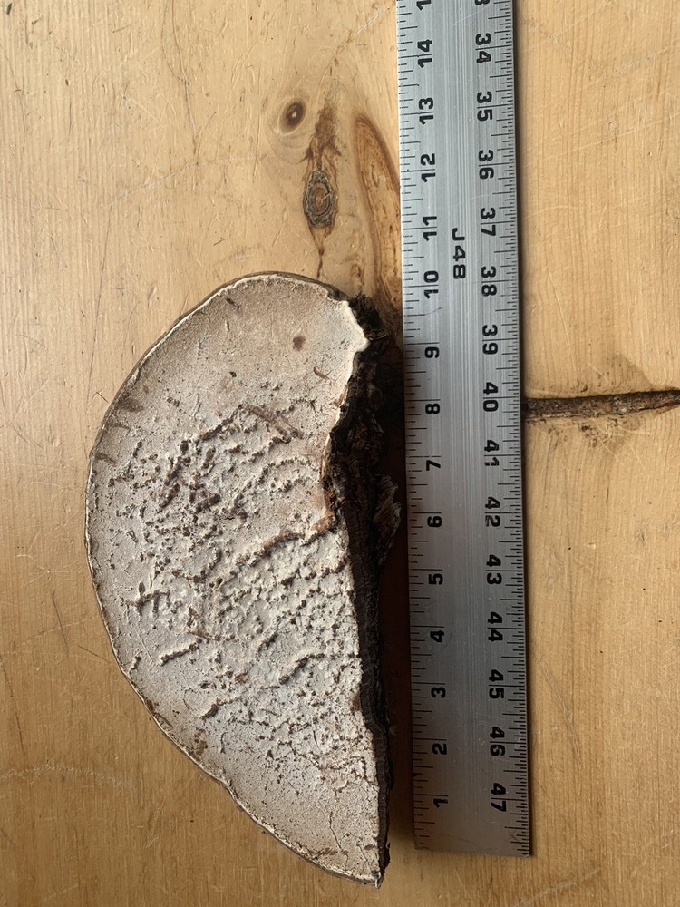Conk Polypore Very Large In Size