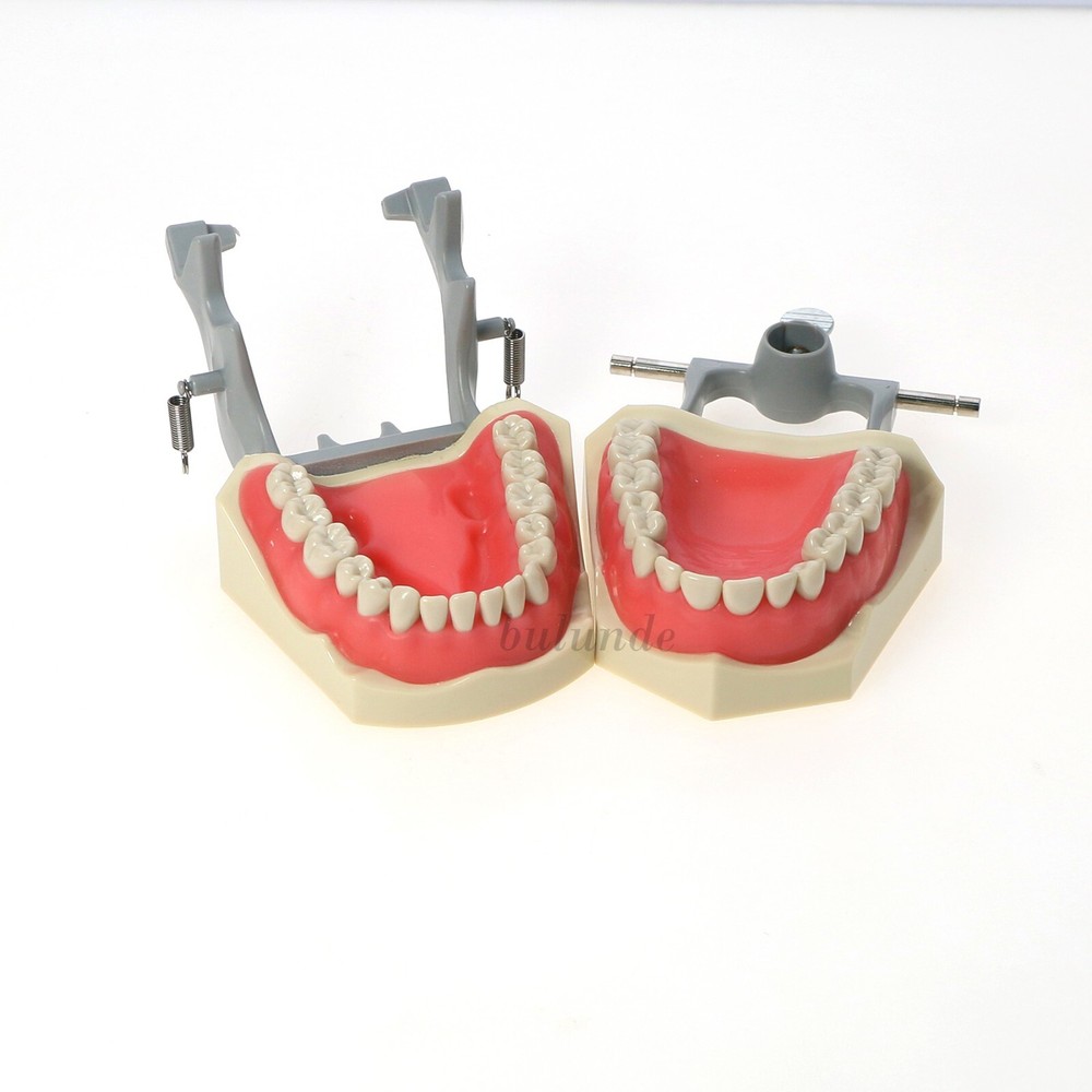 Dental Typodont 28/32PCS Teeth Models for Students Practice Model M80 Series