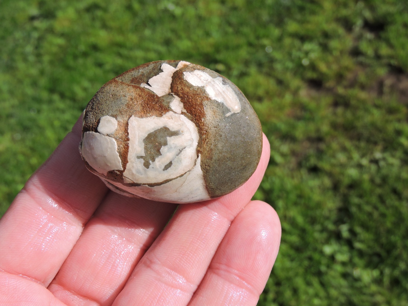 Box of MIXED Pacific Coast CLAM FOSSIL SHELL STONES Anadara, Steinkern ( 4 lb )