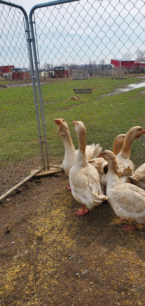 Giant Dewlap TOULOUSE Hatching Eggs 7