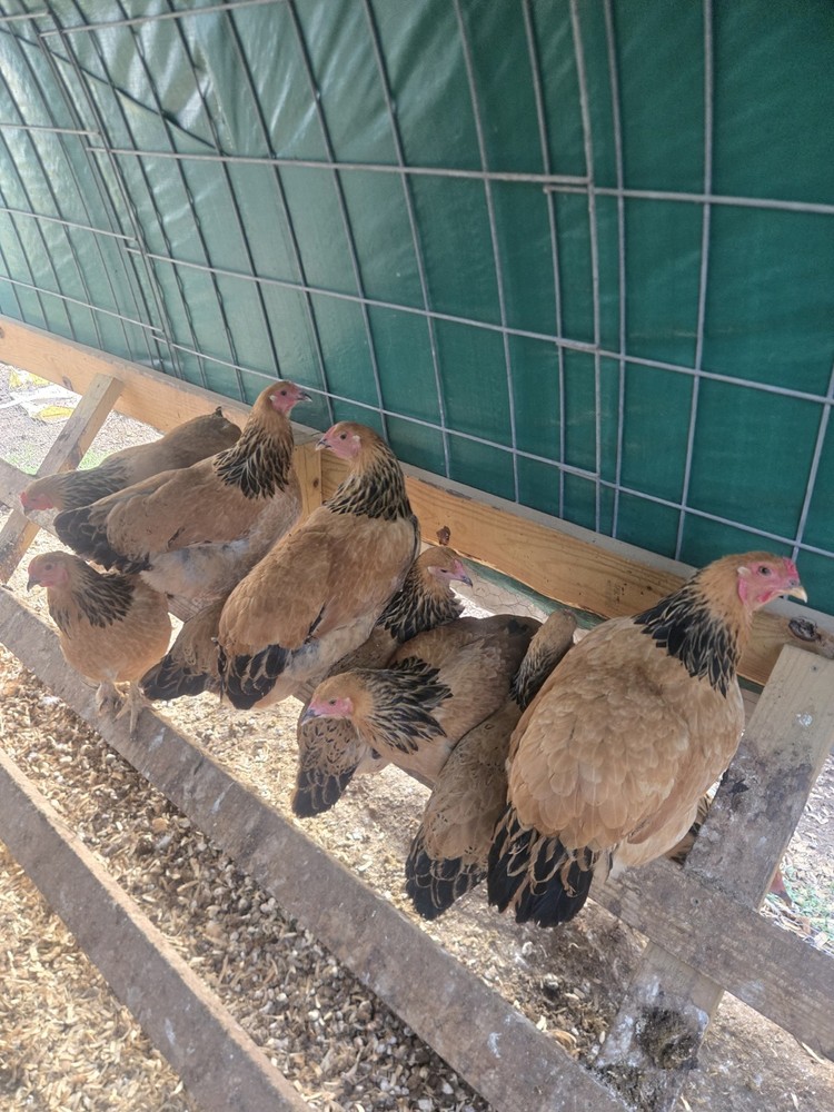 Buff Brahma  Hatching Eggs 12 Plus 2 Extra