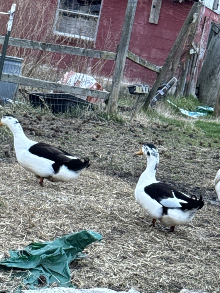 ancona duck eggs, Dozen