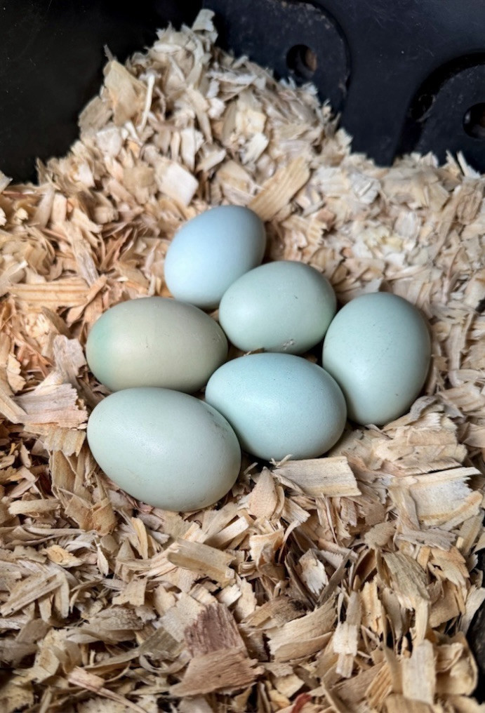 6+ Organically Raised Self Blue Lavender Ameraucana Fertile Hatching Eggs