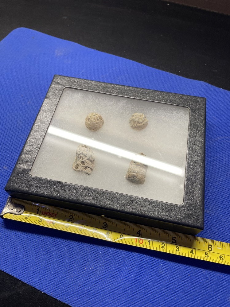 dug civil war relics
