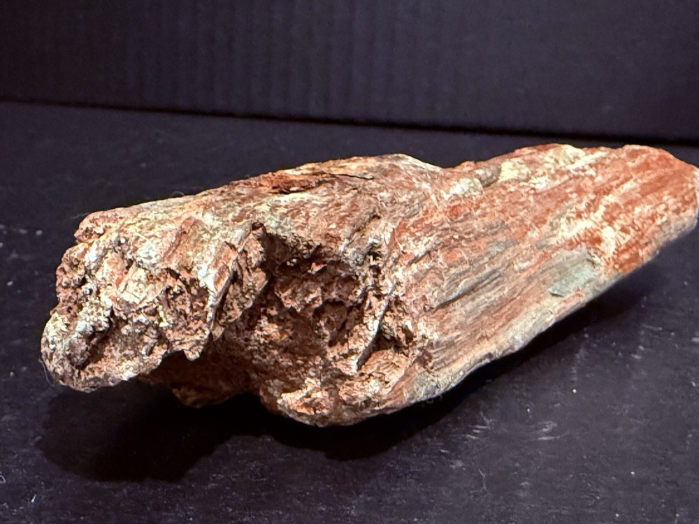 petrified wood