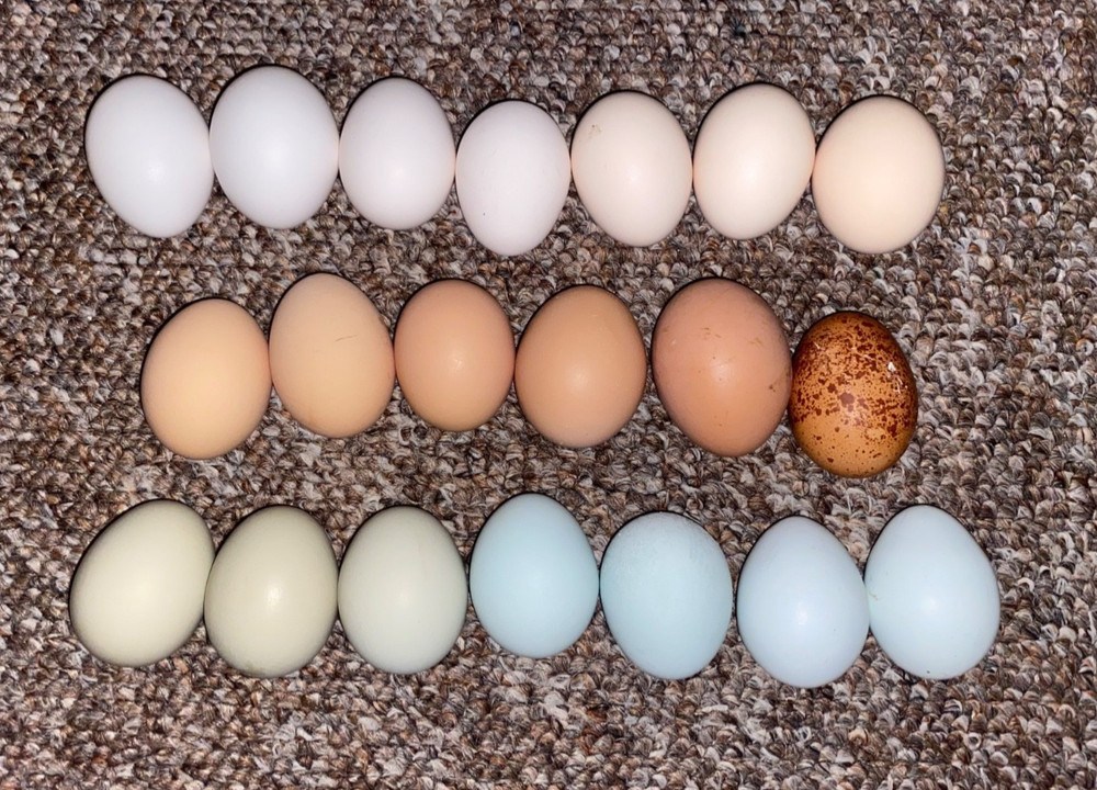 12 Fertilized Chicken eggs for hatching Ermine barnyard mix