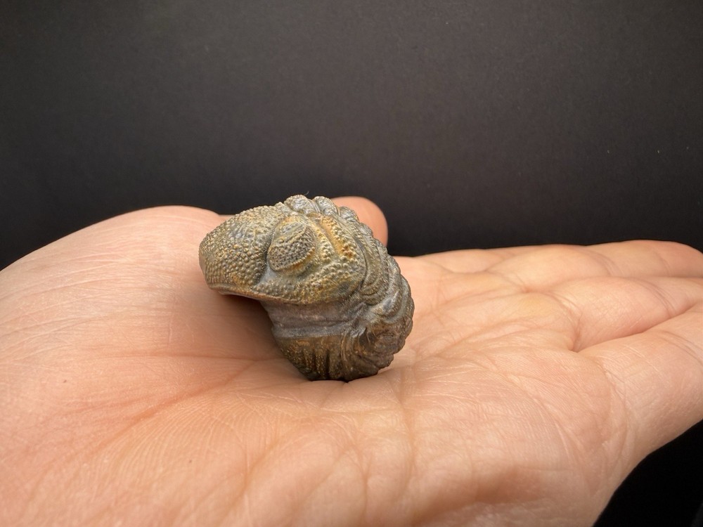 Enrolled Moroccops Trilobite