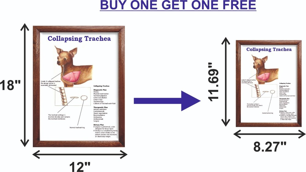 Collapsing Trachea Chart 12x18 inches