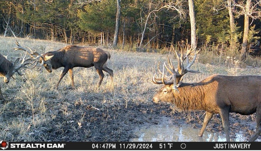Fully Guided Red Stags Hunts In Oklahoma!