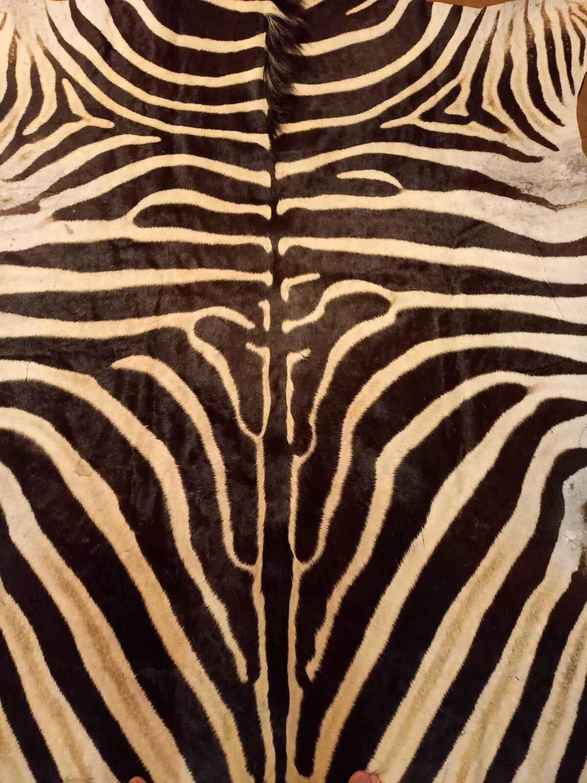 Zebra hide / skin - Large Genuine South African Burchell Zebra hide - 35% OFF
