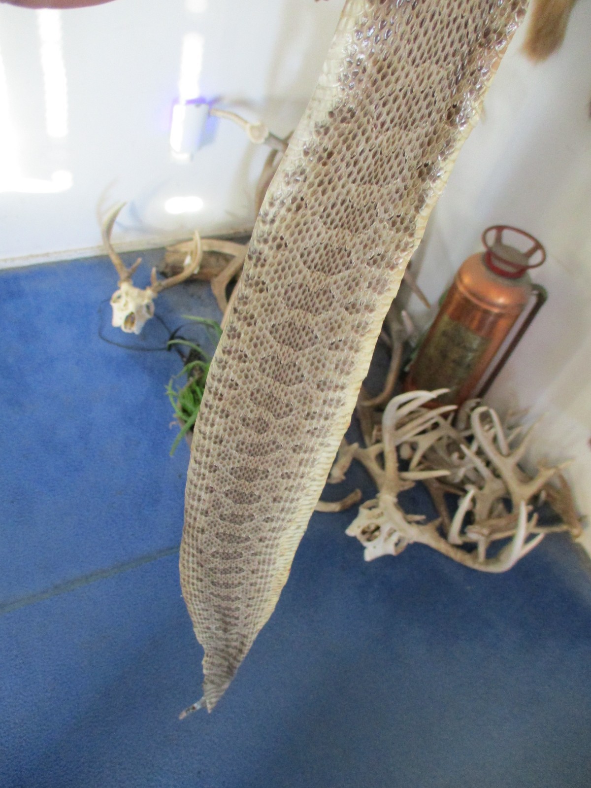 rattlesnake skin prairie rattle snake hide SOFT TANNED wrap pen blanks 32 in S4