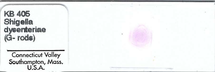 Shigella dysenteriae Microscope Slide