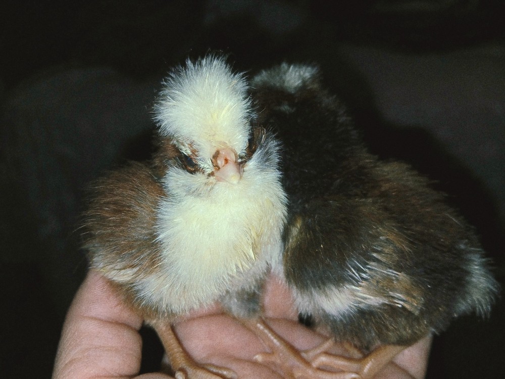 1 Dozen NPIP Tolbunt Polish Hatching Eggs