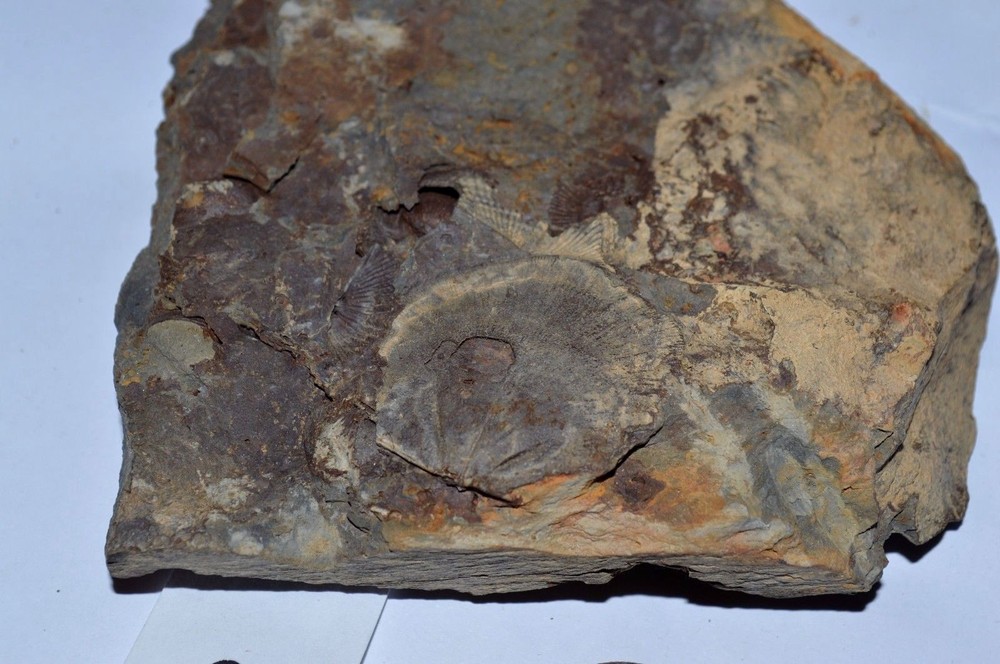 FOSSIL WITH BRACHIOPODS PRINTS ( 28 , 22F)