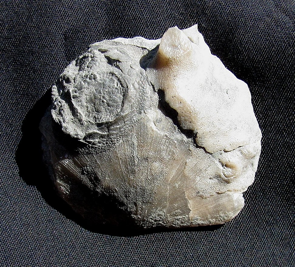 EXTINCTIONS- LARGE RAFINESQUINA BRACHIOPOD WITH EDRIOASTEROID & BRYOZOAN - COOL!