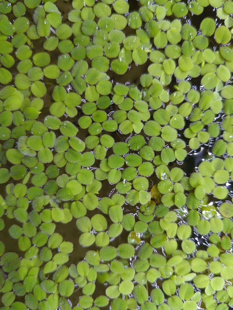 Water Spangles