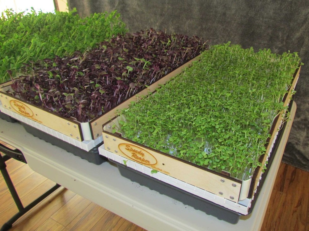 SPEEDY REAPER - 4-Pack - Microgreens Harvest System - Simple, quick & efficient