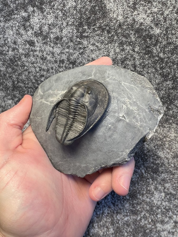 Harpes aff. perradiatus Trilobite Fossil – Collector Specimen