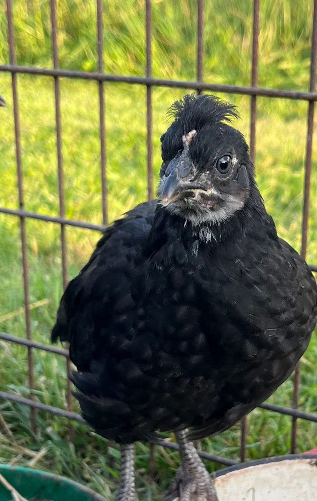 18+ Multi-Generational Olive Egger Hatching Eggs F1-F3