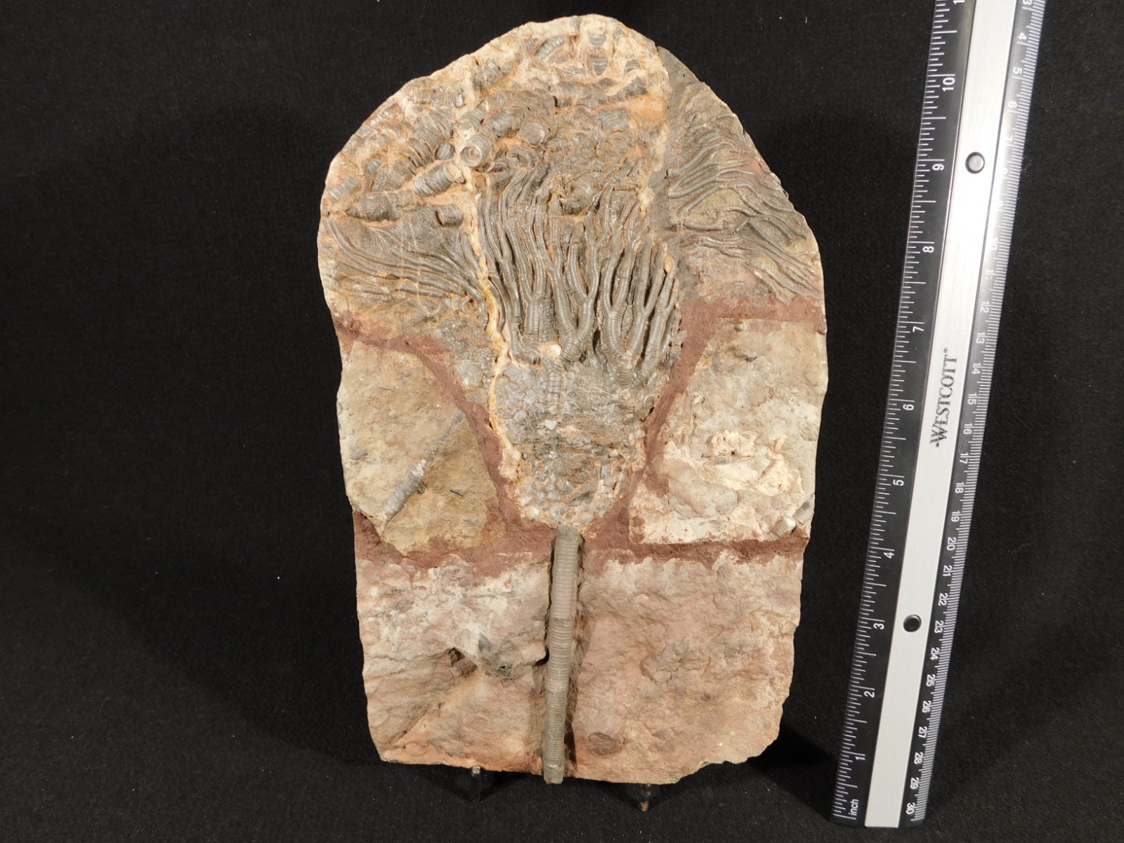 wOw! BIG! 430 Million Year Old! CRINOID Fossil or Sea LILY Fossil Morocco 1144gr